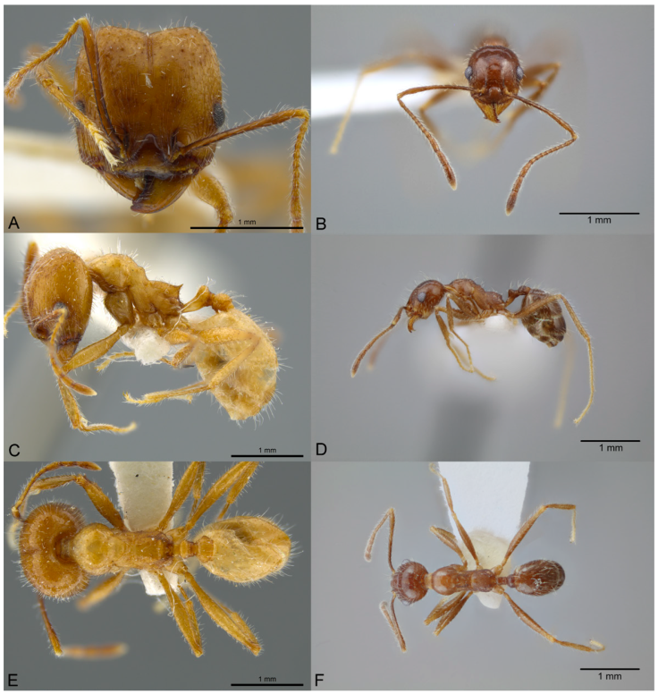 Pheidole azteca, full-face view (A), profile (C), and dorsal view (E) of major worker (JTLC000016325). Photographs by Jeremy Pilllow, courtesy of AntWeb, and full-face view (B), profile (D), and dorsal view (F) of minor worker (CASENT0649707). Photographs available on AntWeb.