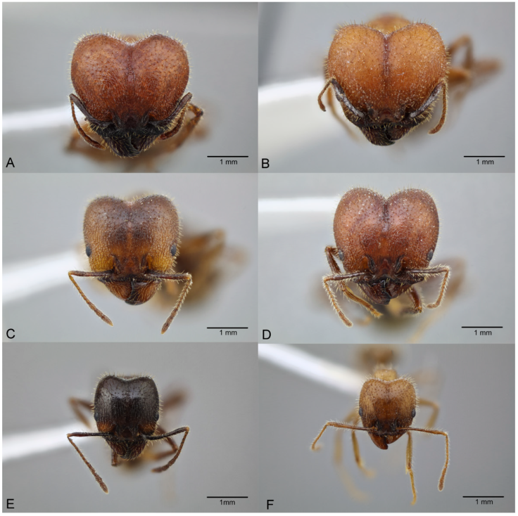 Pheidole obtusospinosa, full-face view of super major workers (A) (CASENT0649639), (B) (CASENT0649703), (C) (ICUAPFOR000023) and (D) (CASENT0649591) and full-face view of major workers (E) (CASENT0649640) and (F) (CASENT0649613). (A), (C) and (E) from the same nest in Zacatecas, (B), (C), and (F) from Puebla. Photographs available on AntWeb.