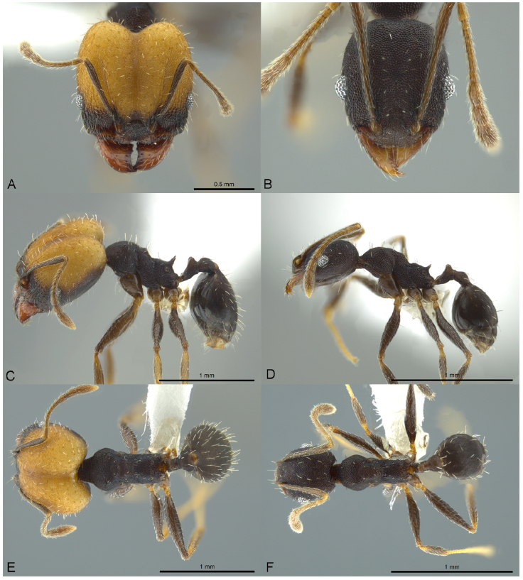 Pheidole punctatissima, full-face view (A), profile (C), and dorsal view (E) of major worker (CASENT0619681) and full-face view (B), profile (D), and dorsal view (F) of minor worker (CASENT0619442). Photographs by Jeremy Pilllow, courtesy. of AntWeb.