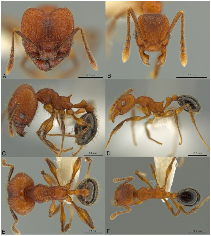 Pheidole rima, full-face view (A), profile (C), and dorsal view (E) of major worker (CASENT0633308) and full-face view (B), profile (D), and dorsal view (F) of minor worker (CASENT0633307). Photographs by J. Longino, courtesy of AntWeb.