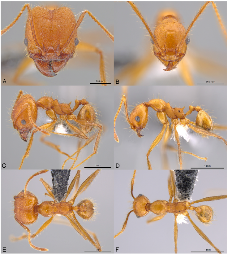 Pheidole roushae, full-face view (A), profile (C), and dorsal view (E) of major worker (CASENT0610898) and full-face view (B), profile (D), and dorsal view (F) of minor worker (CASENT0610899) Photographs by M. Pierce, courtesy of AntWeb.