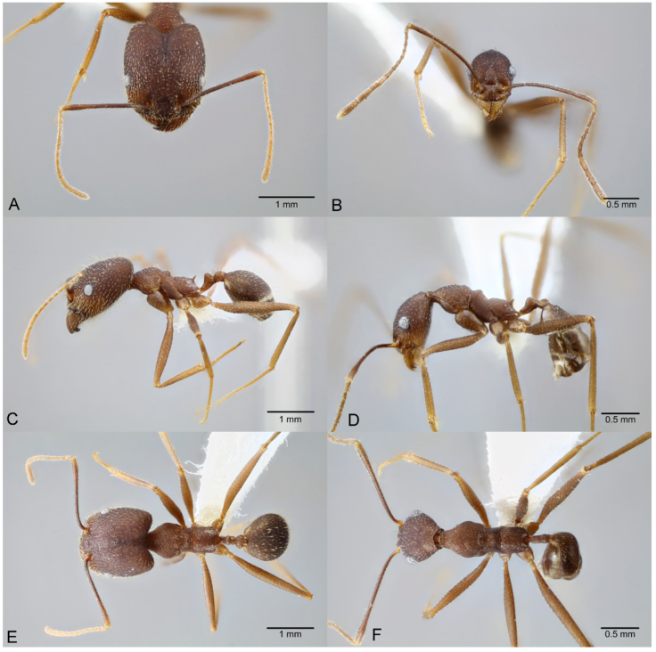 Pheidole skwarrae, full-face view (A), profile (C), and dorsal view (E) of major worker (CASENT0649704) and full-face view (B), profile (D), and dorsal view (F) of minor worker (CASENT0649705) available on AntWeb.