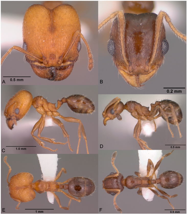 Pheidole soritis, full-face view (A), profile (C), and dorsal view (E) of major worker (CASENT0104447) photographs of Jen Fogarty, and full-face view (B), profile (D), and dorsal view (F) of minor worker (CASENT0104448) photograps by April Nobile, courtesy of AntWeb.