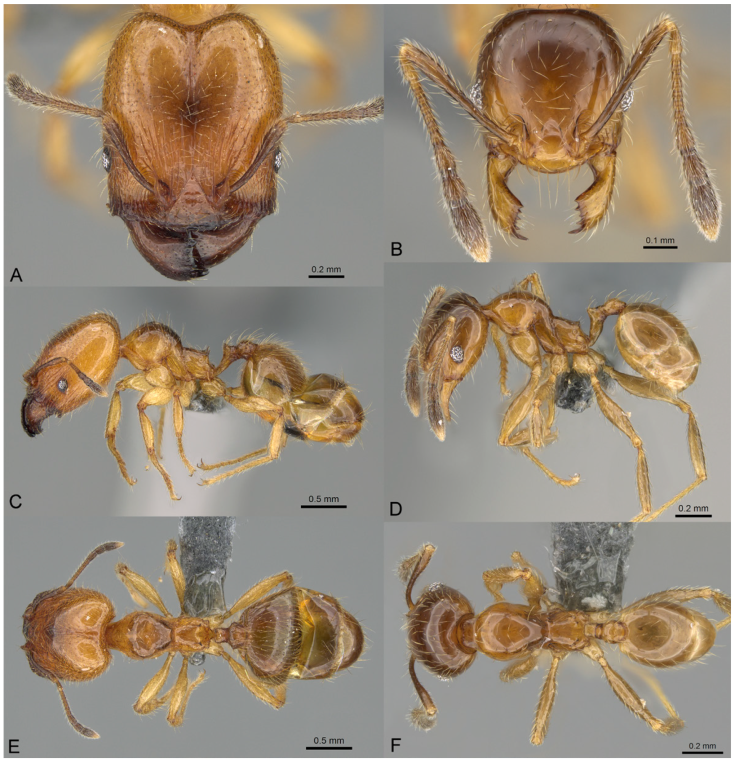 Pheidole subarmata, full-face view (A), profile (C), and dorsal view (E) of major worker (CASENT0768605) and full-face view (B), profile (D), and dorsal view (F) of minor worker (CASENT0768602).