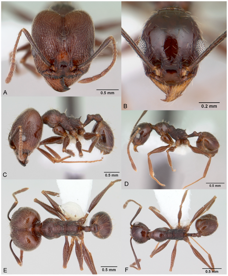 Pheidole susannae, full-face view (A), profile (C), and dorsal view (E) of major worker (CASENT0178039). Photographs by Michele Esposito, and full-face view (B), profile (D), and dorsal view (F) of minor worker (CASENT0178040). Photographs by April Nobile, courtesy of AntWeb.
