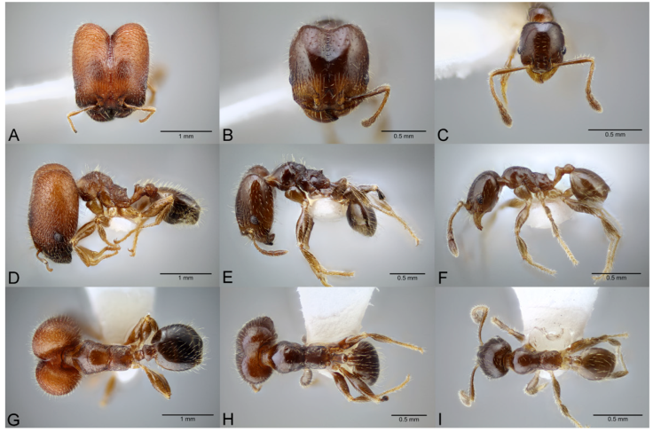 Pheidole tepicana, full-face view (A), profile (D), and dorsal view (G) of super major worker (CASENT0649653) full-face view (B), profile (E), and dorsal view (H) of major worker (CASENT0649710) and full-face view (C), profile (F), and dorsal view (I) of minor worker (CASENT0649711). Photographs available on AntWeb.