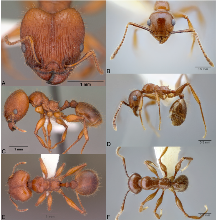 Pheidole titanis, full-face view (A), profile (C), and dorsal view (E) of major worker (CASENT0104449). Photographs by Jen Fogarty, courtesy of AntWeb, and full-face view (B), profile (D), and dorsal view (F) of minor worker (CASENT0649712). Photographs available on AntWeb.