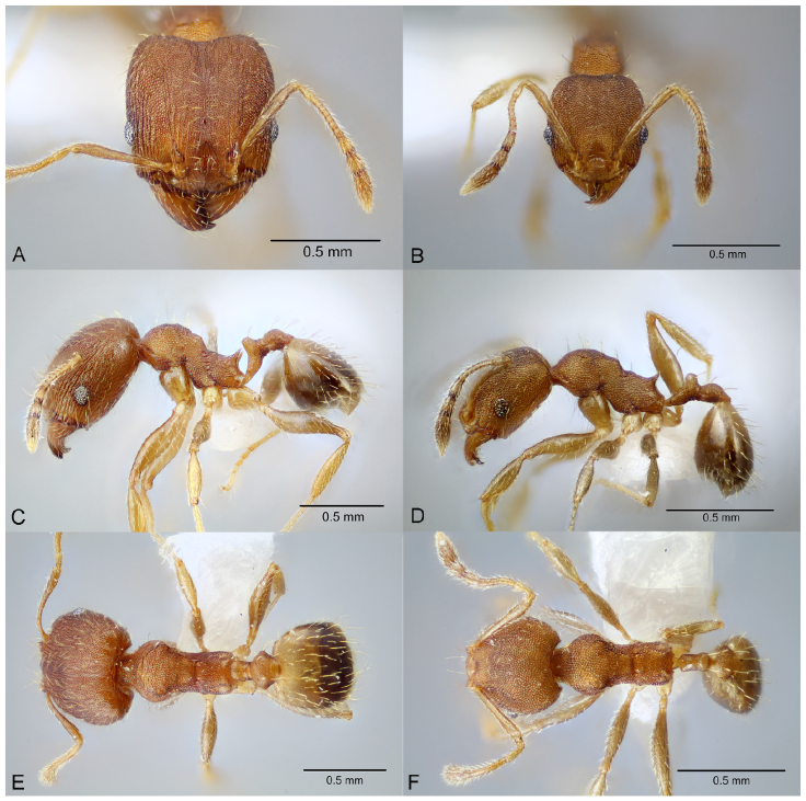 Pheidole bilimeki, full-face view (A), profile (C), and dorsal view (E) of major worker (CASENT0649571) and full-face view (B), profile (D), and dorsal view (F) of minor worker (CASENT0649570). Photographs available on AntWeb.