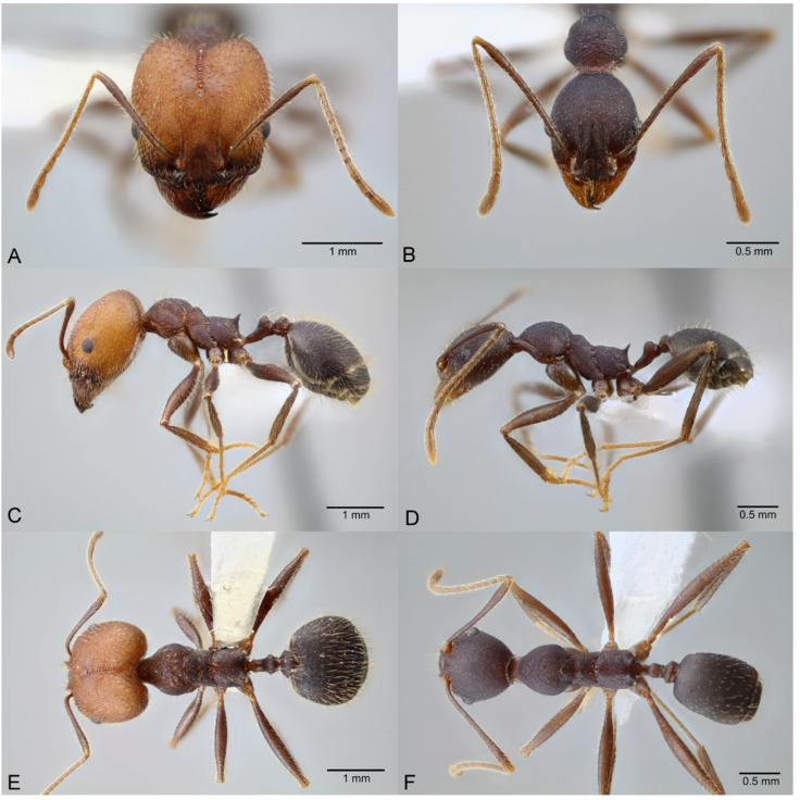 Pheidole tolteca, full-face view (A), profile (C), and dorsal view (E) of major worker (CASENT0649660) and full-face view (B), profile (D), and dorsal view (F) of minor worker (CASENT0649661). Photographs available on AntWeb