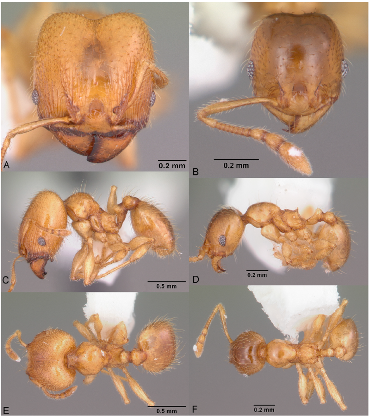 Pheidole tysoni, full-face view (A), profile (C), and dorsal view (E) of major worker (CASENT0104426) and full-face view (B), profile (D), and dorsal view (F) of minor worker (CASENT0104427). Photographs by April Nobile, courtesy of AntWeb.