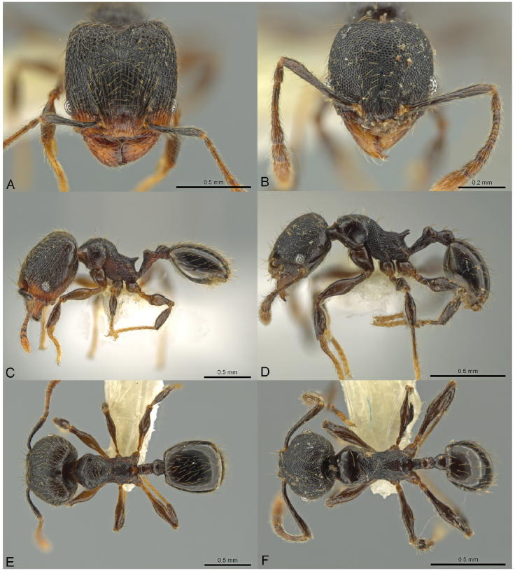 Pheidole xyston, full-face view (A), profile (C), and dorsal view (E) of major worker (CASENT0640897) and full-face view (B), profile (D), and dorsal view (F) of minor worker (CASENT0640900). Photographs by J. Longino, courtesy of AntWeb.