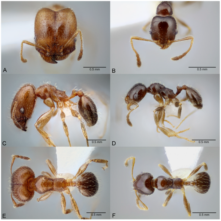 Pheidole yucatana, full-face view (A), profile (C), and dorsal view (E) of major worker (CASENT0649700) and full-face view (B), profile (D), and dorsal view (F) of minor worker (CASENT0649701). Photographs available on AntWeb.