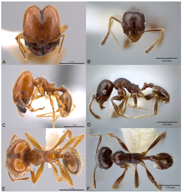 Pheidole centeotl, full-face view (A), profile (C), and dorsal view (E) of major worker (JTLC000010334) photograph by M. Pierce, courtesy of AntWeb and full-face view (B), profile (D), and dorsal view (F) of minor worker (CASENT0649706) photographs available on AntWeb.