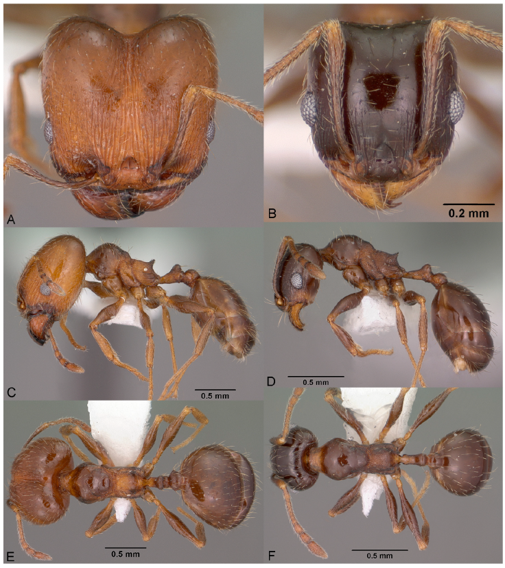 Pheidole ceres, full-face view (A), profile (C), and dorsal view (E) of major worker (CASENT0102870) and full-face view (B), profile (D), and dorsal view (F) of minor worker (CASENT0102871). Photographs by Jen Fogarty, courtesy of AntWeb.