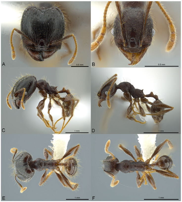 Pheidole deceptrix, full-face view (A), profile (C), and dorsal view (E) of major worker (CASENT0611124) and full-face view (B), profile (D), and dorsal view (F) of minor worker (CASENT0611123). Photographs by Jeremy Pilllow, courtesy of AntWeb.