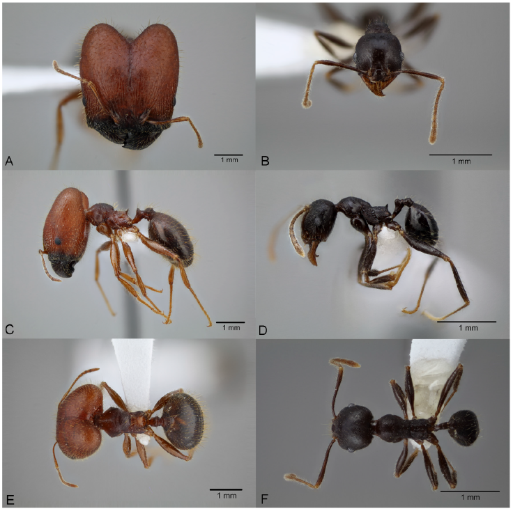 Pheidole dwyeri, full-face view (A), profile (C), and dorsal view (E) of major worker (CASENT0649578) and full-face view (B), profile (D), and dorsal view (F) of minor worker (CASENT0649580). Photographs available on AntWeb.