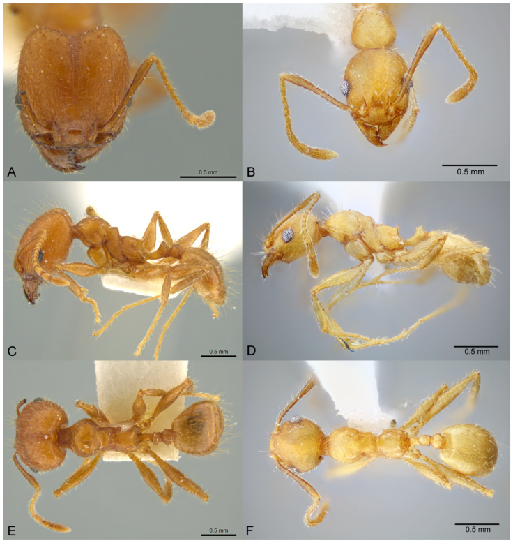 Pheidole erethizon, full-face view (A), profile (C), and dorsal view (E) of major (JTLC000016369) photographs by Skyler Oswald, courtesy of AntWeb, and full-face view (B), profile (D), and dorsal view (F) of minor worker (CASENT0649708). Photographs available on AntWeb.