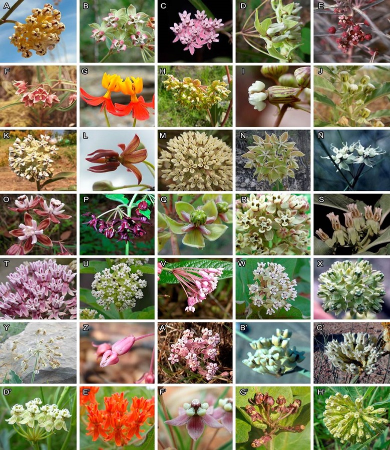 Diversidad de Asclepias L. en M&eacute;xico; A, A. albicans; B, A. alticola; C, A. angustifolia; D, A. auriculata; E, A. brachystephana; F, A. circinalis; G, A. curassavica; H, A. elata; I, A. elegantula; J, A. emoryi; K, A. glaucescens; L, A. hypoleuca; M, A. linaria; N, A. lynchiana; &Ntilde;, A. macrotis; O, A. mcvaughii; P, A. melantha; Q, A. mirifica; R, A. notha; S, A. oenotheroides; T, A. otaroides; U, A. ovata; V, A. pellucida; W, A. pringlei; X, A. rusbyi; Y, A. scaposa; Z, A. schaffneri; A&rsquo;, A. senecionifolia; B&rsquo;, A. subaphylla; C&rsquo;, A. subulata; D&rsquo;, A. subverticillata; E&rsquo;, A. tuberosa; F&rsquo;, A. uncialis; G&rsquo;, A. vinosa; H&rsquo;, A. viridiflora. Fotograf&iacute;as de M. Fishbein (A, G, H, I, J, L, &Ntilde;, P, Q, R, V, W, X, Y, B&rsquo;, D&rsquo;, E&rsquo;, F&rsquo;, H&rsquo;), V. Ju&aacute;rez-Jaimes (B, D, E, F, K, M, Z, C&rsquo;, G&rsquo;), P. Carrillo (C, N, S); A. Flores (O); H. Bar&oacute;n (T); L. O. Rodr&iacute;guez (A&rsquo;); R. Ram&iacute;rez (U).
