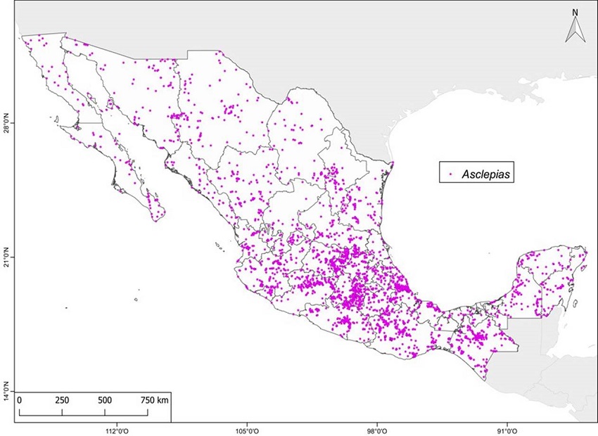 Mapa de presencia de Asclepias L. en M&eacute;xico, 3,195 registros.