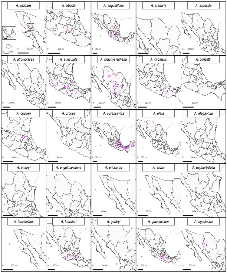 Mapas de distribuci&oacute;n de Asclepias L. en M&eacute;xico.