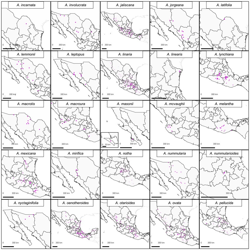Mapas de distribuci&oacute;n de Asclepias L. en M&eacute;xico.
