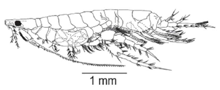 Eudevenopus winfieldi Ortiz & Ch&aacute;zaro-Olvera, 2022. Lateral view of body.