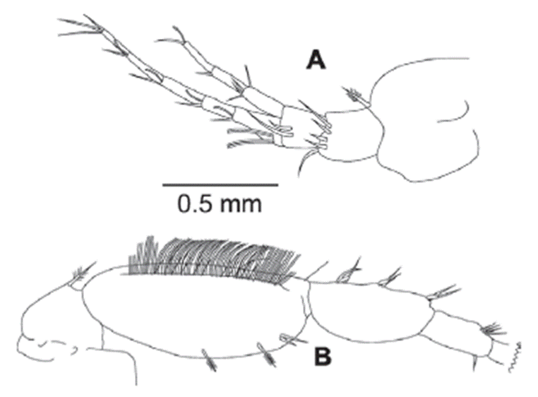 Eudevenopus winfieldi Ortiz & Ch&aacute;zaro-Olvera, 2022. A, Antenna 1; B, antenna 2.
