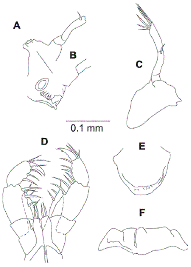 Eudevenopus winfieldi Ortiz & Ch&aacute;zaro-Olvera, 2022. A, B Left mandible; C, rigth mandible; D, maxilliped; E, upper lip; F, lower lip.