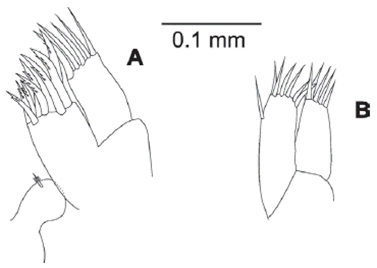 Eudevenopus winfieldi Ortiz & Ch&aacute;zaro-Olvera, 2022. A, Maxilla 1; B, maxilla 2.
