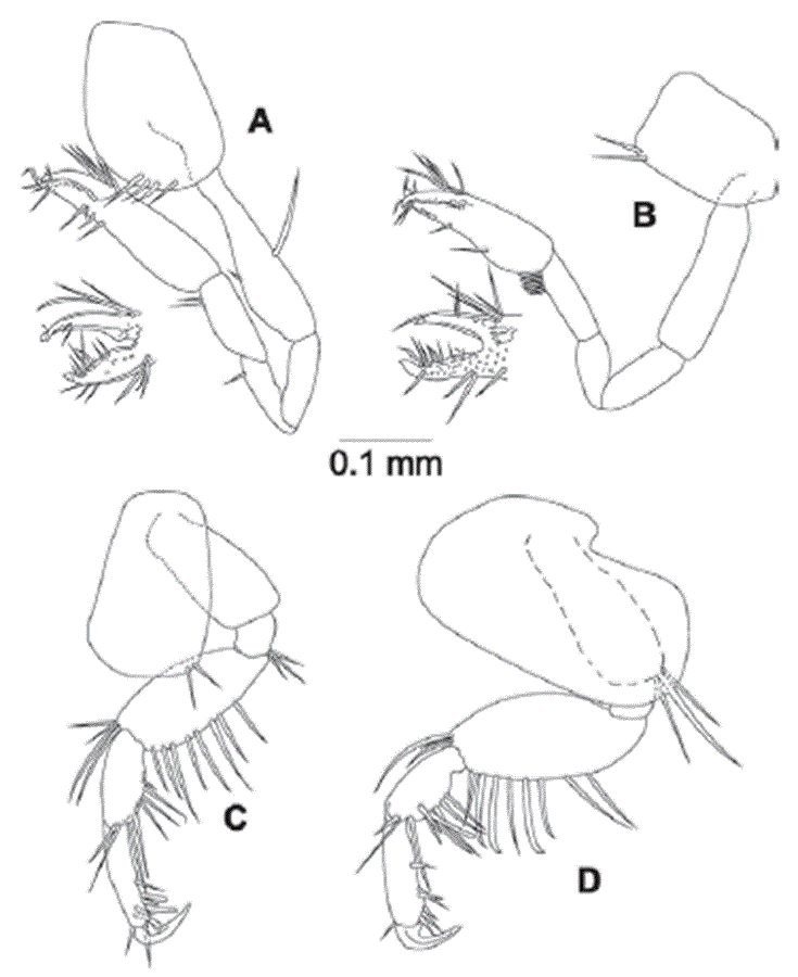 Eudevenopus winfieldi Ortiz & Ch&aacute;zaro-Olvera, 2022. A, Gnathopod 1; B, gnathopod 2; C, pereopod 3; D, pereopod 4.