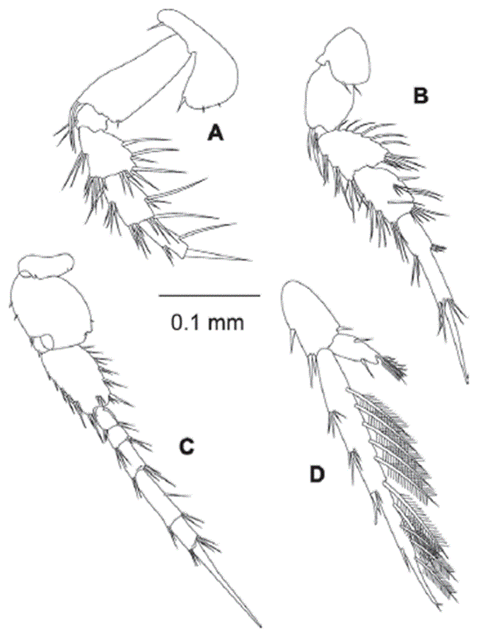 Eudevenopus winfieldi Ortiz & Ch&aacute;zaro-Olvera, 2022. A, Pereopod 5; B, peropod 6; C, pereopod 7; D, uropod 3.