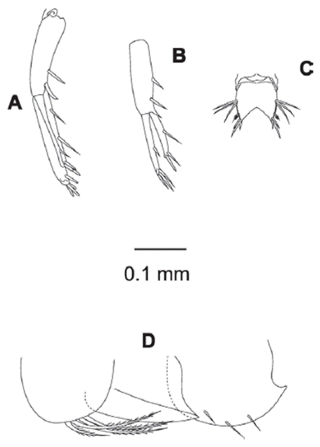 Eudevenopus winfieldi Ortiz & Ch&aacute;zaro-Olvera, 2022. A, Uropod 1; B, uropod 2; C, telson; D, epimera 1-3.
