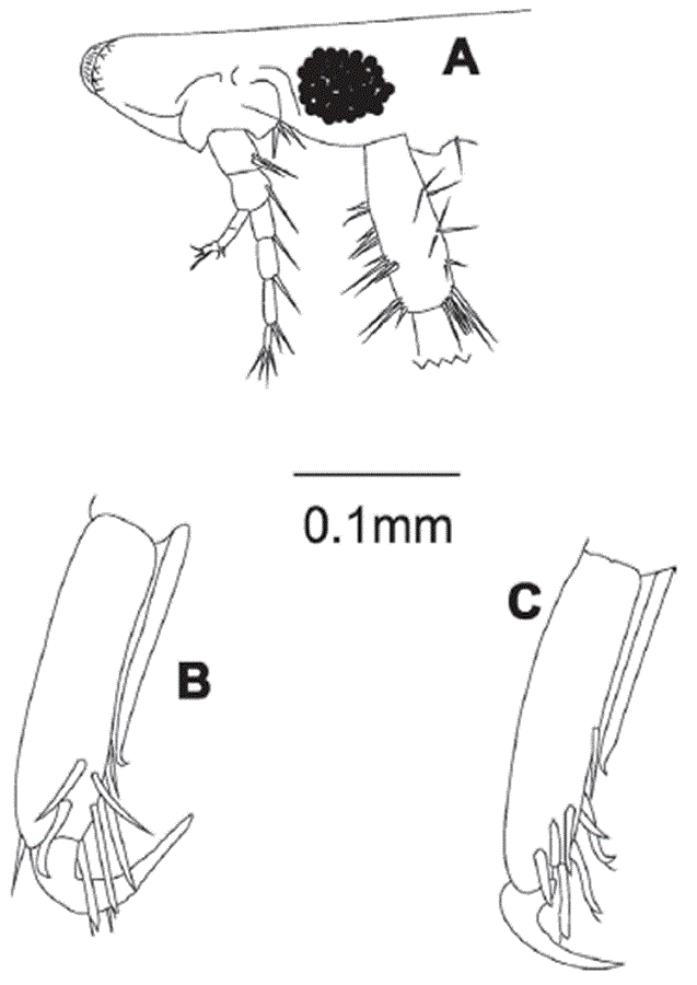 Eudevenopus winfieldi Ortiz & Ch&aacute;zaro-Olvera, 2022. Female: A, lateral view of head; B, pereopod 3; C, pereopod 4.