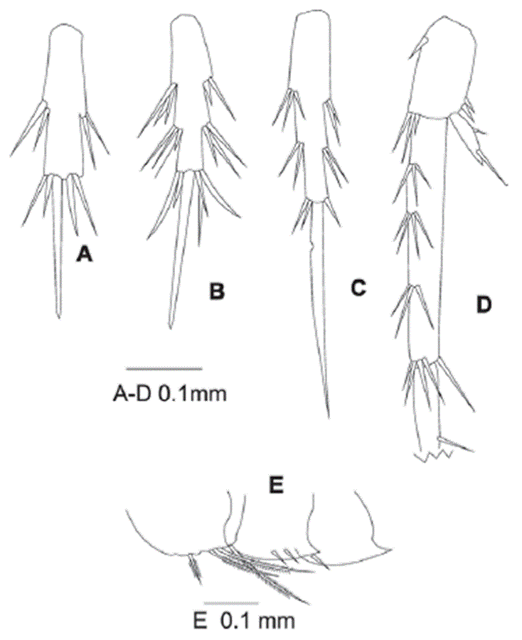 Eudevenopus winfieldi Ortiz & Ch&aacute;zaro-Olvera, 2022. Female: A, pereopod 5; B, pereopod 6; C, pereopod 7; D, uropod 3 (article 2 of outer ramus excluded); E, epimera 1-3.