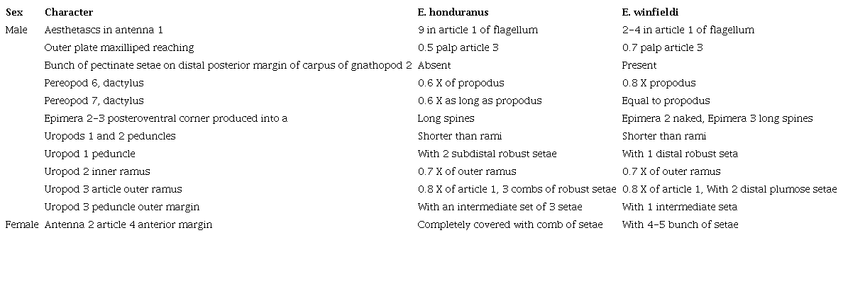 Morphological comparison between E. honduranus and E. winfieldi.