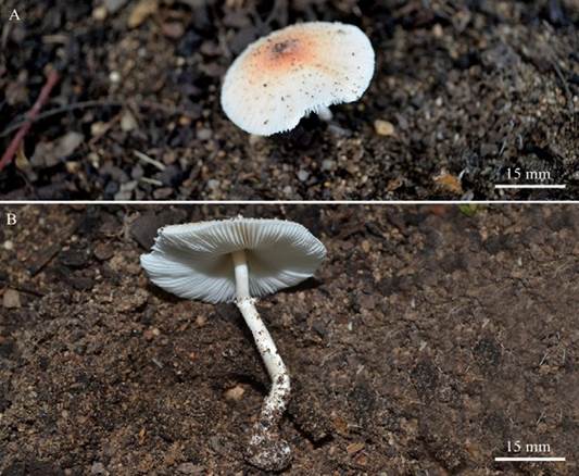 Leucocoprinus rhodolepis (holotype). Basidiome. A, Detail of the pileus surface; B, detail of the hymenophore.