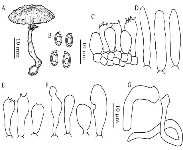 Leucocoprinus rhodolepis (holotype) microscopic drawing: A, Basidiome; B, basidiospores; C, basidia mixed with pseudoparaphyses, and subhymenium; D, pileus covering terminal elements; E, basidia; F, cheilocystidia; G, oleiferous hyphae of the umbo.