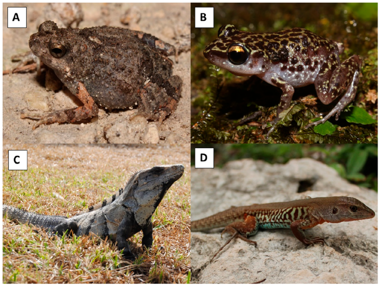 New records encountered in Calakmul: A) Engystomops pustulosus (UTADC 9453), B) Eleutherodactylus leprus (UTADC 9452), C) Ctenosaura similis (UTADC 9451), and D) Holcosus gaigeae (UTADC 9454). Photos by PENC.