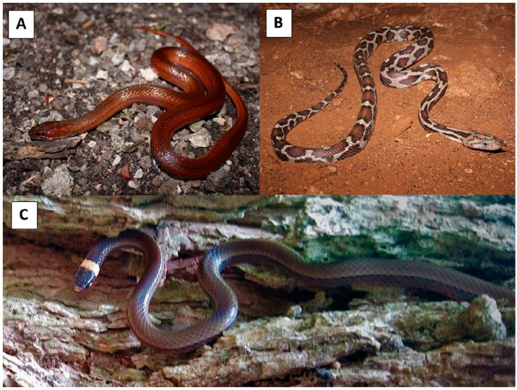 New records encountered in Calakmul: A) Coniophanes bipunctatus (UTADC 9450), B) Pseudelaphe phaescens (UTADC 9455), C) Tantilla cuniculator (UTADC 9459). Photos A) and B) by PENC, and C) by A Ross.