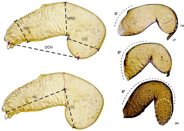 Attributes used in the characterization of the receptacle of 16 species of the genus Dendroctonus. The pink nodes indicate the maximum points of curvature of both the nodulus and cornu. ND, Diameter of the nodulus; CD, diameter of the cornu; MRD, diameter of the receptacle in its median region; NL, length of the nodulus; CL, length of the cornu; CND, distance between the cornu and the nodulus; gr, grooves; pr, protuberance; ro, rounded cornu; ov, oval cornu.