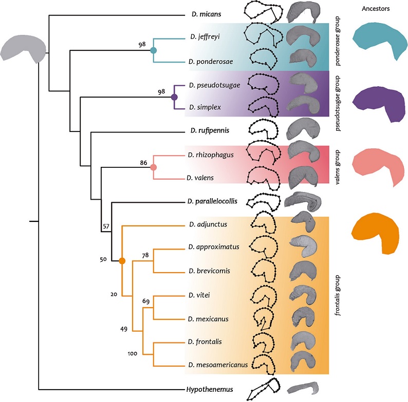Phylogenetic tree from COI I mitochondrial DNA gene sequences.