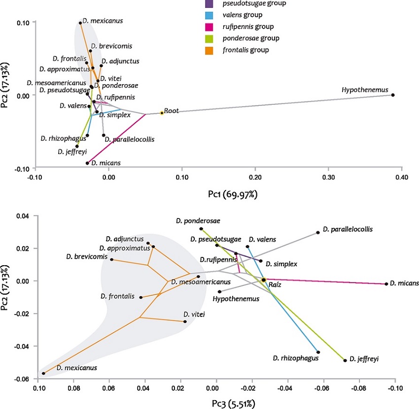Changes in receptacle mapped onto molecular phylogeny comparing the first 3 deformation components.