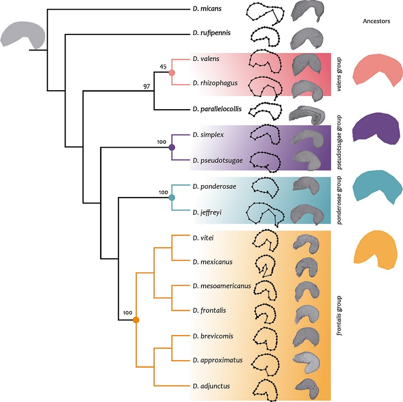 Phylogenetic tree from total evidence (molecular and morphological data).