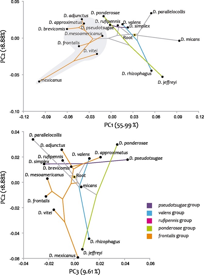 Changes in receptacle mapped onto molecular and morphological phylogeny comparing the first 3 deformation components.