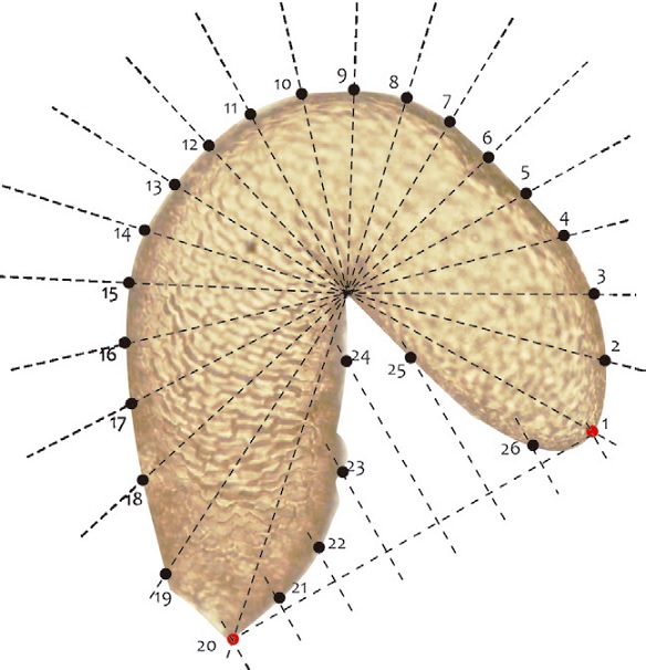 Diagram of the landmarks (red dots) and semilandmarks (black dots) used in the analysis of the receptacle shape.