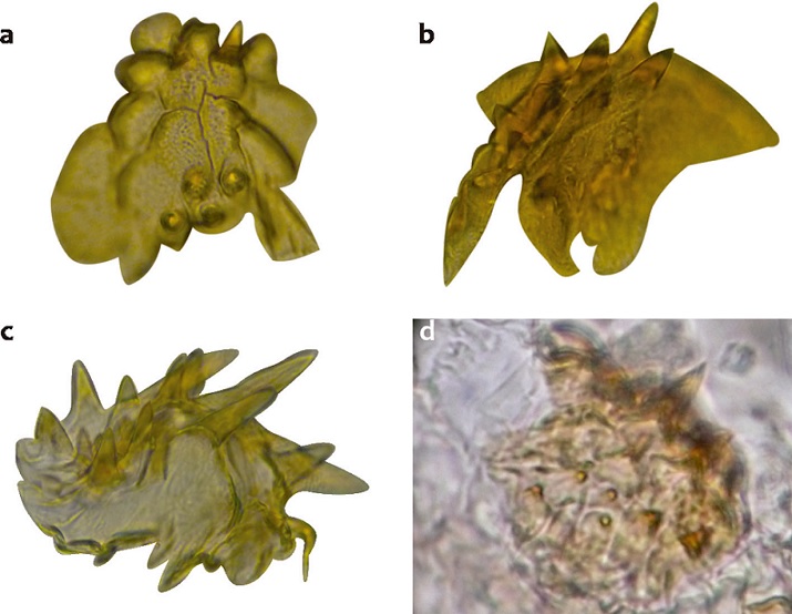 Sclerotized plates of the bursa copulatrix in 3 species of Dendroctonus. a) D. ponderosae, b) D. valens, c) D. rufipennis, d) D. adjunctus.