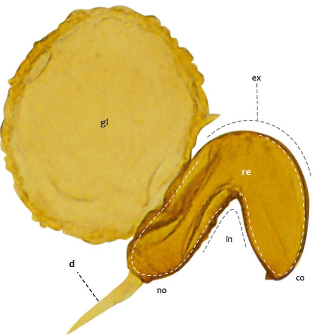 Anatomy of the spermatheca of members of the genus Dendroctonus under light microscopy. gl, Gland; re, receptacle; ex, external curvature; in, internal curvature; d, duct; co, cornu; no, nodulus.