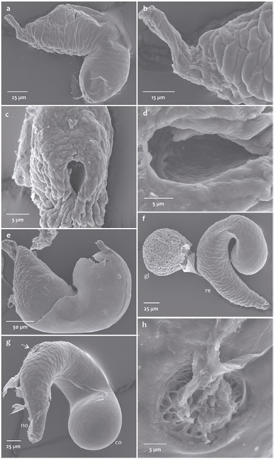 Anatomy of the spermatheca of members of the genus Dendroctonus under electron microscopy. a), Receptacle of D. vitei; b), outside of the sperm duct of D. vitei; c-d), inside of the sperm duct of D. micans; e), receptacle of D. mesoamericanus; f), receptacle and gland of D. adjunctus; g), receptacle of D. adjunctus; h), gland duct of D. adjunctus. gl, Gland; re, receptacle; no, nodulus; co, cornu.