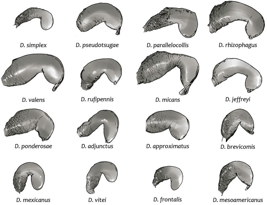 The receptacle of 16 species of Dendroctonus.