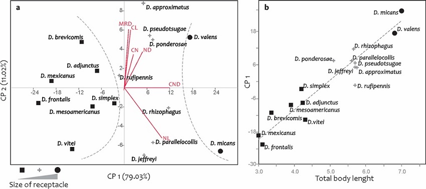 Scatterplot of the first 2 principal components produced in the analysis of the 6 continuous receptacle traits (a) and regression plot between the first total adult length and the first principal component (b); both including 16 species of Dendroctonus.